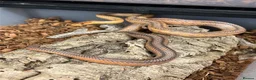 Corn Snake reptiles for sale: Various corn snakes/colubrids at urban exotics  - Advert 10