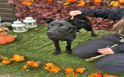 Mixed Breed dogs for adoption: Loki  - Image 5