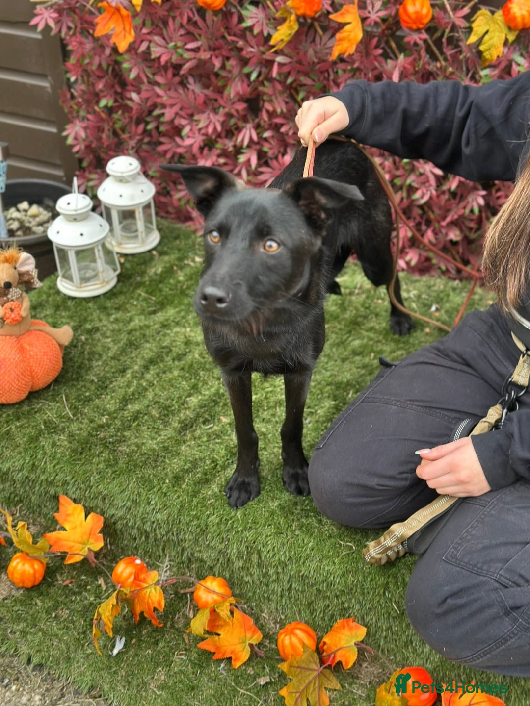 Mixed Breed dogs for adoption: Loki  - Image 5
