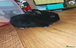 Lionhead rabbits for sale: 4 baby Lionhead rabbits - Advert 9