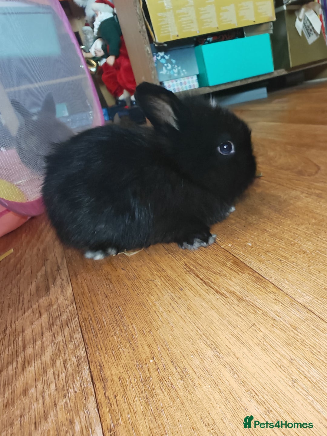 Lionhead rabbits for sale: 4 baby Lionhead rabbits - Advert 9