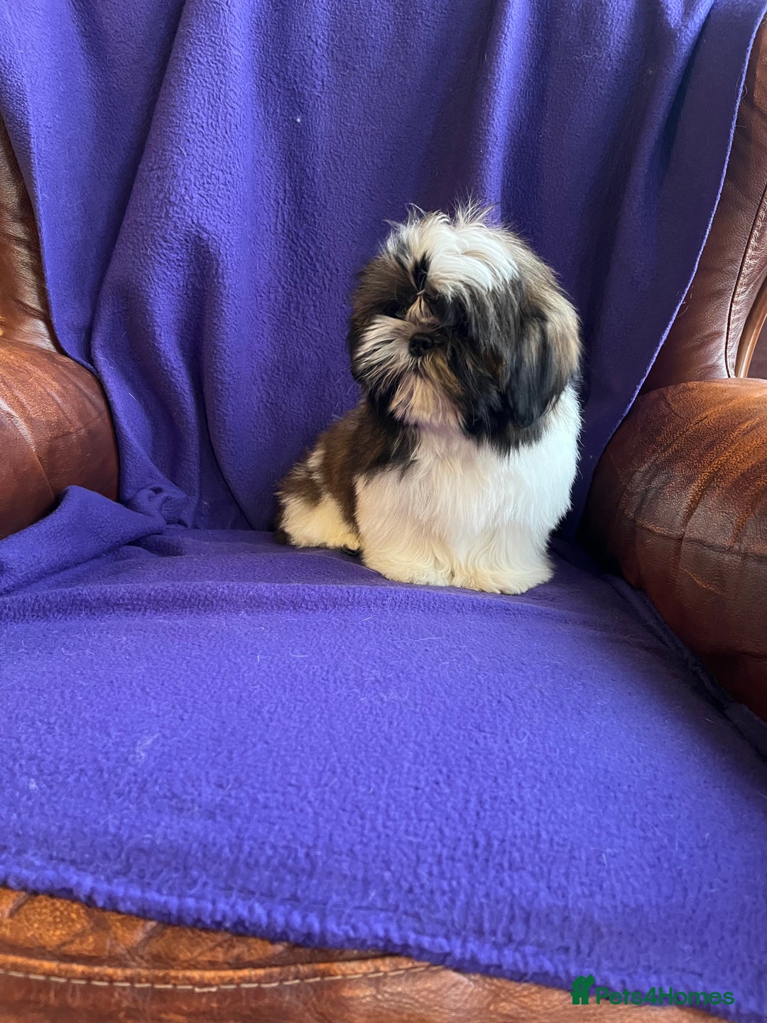Shih Tzu dogs for sale: Lovely ShihTzu puppies - Advert 14