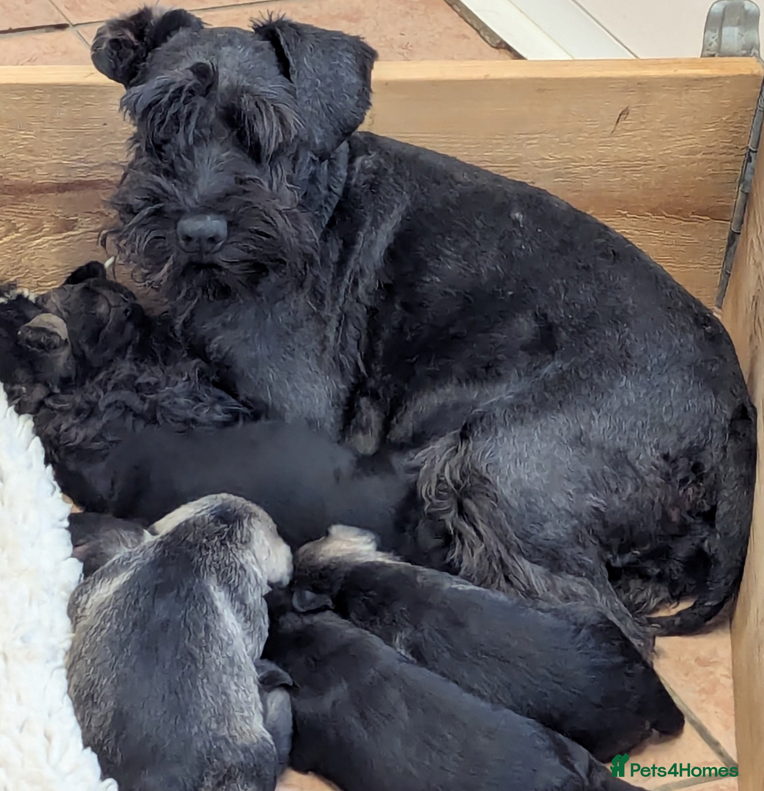 Miniature Schnauzer dogs Health Tested Miniature Pups 5* Breeder - Advert 2