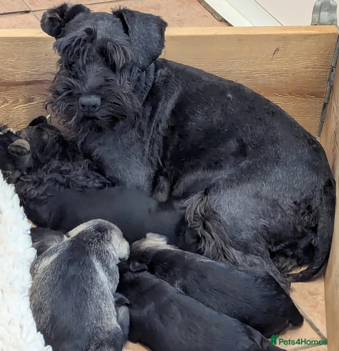 Miniature Schnauzer dogs for sale: KC reg'd,Health Tested Miniature Pups 5* Breeder - Advert 1