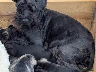 Miniature Schnauzer dogs Health Tested Miniature Pups 5* Breeder - Advert 1