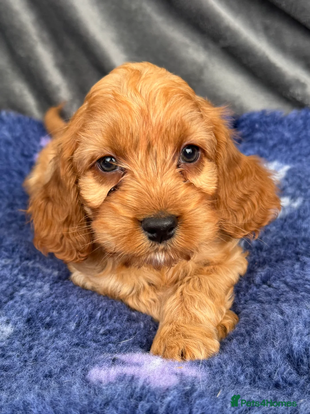 Cockapoo dogs for sale: Stunning Red Cockapoo puppies in Barnsley - Advert 11