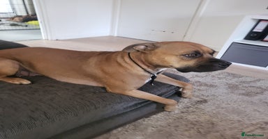 Mixed Breed dogs - Advert 3