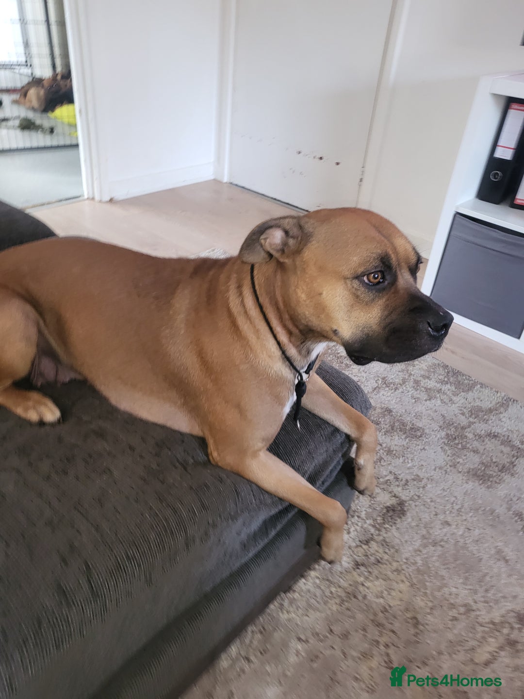 Mixed Breed dogs for sale: Beautiful Ridgeback Staffy x Rottweiler Puppies - Advert 9