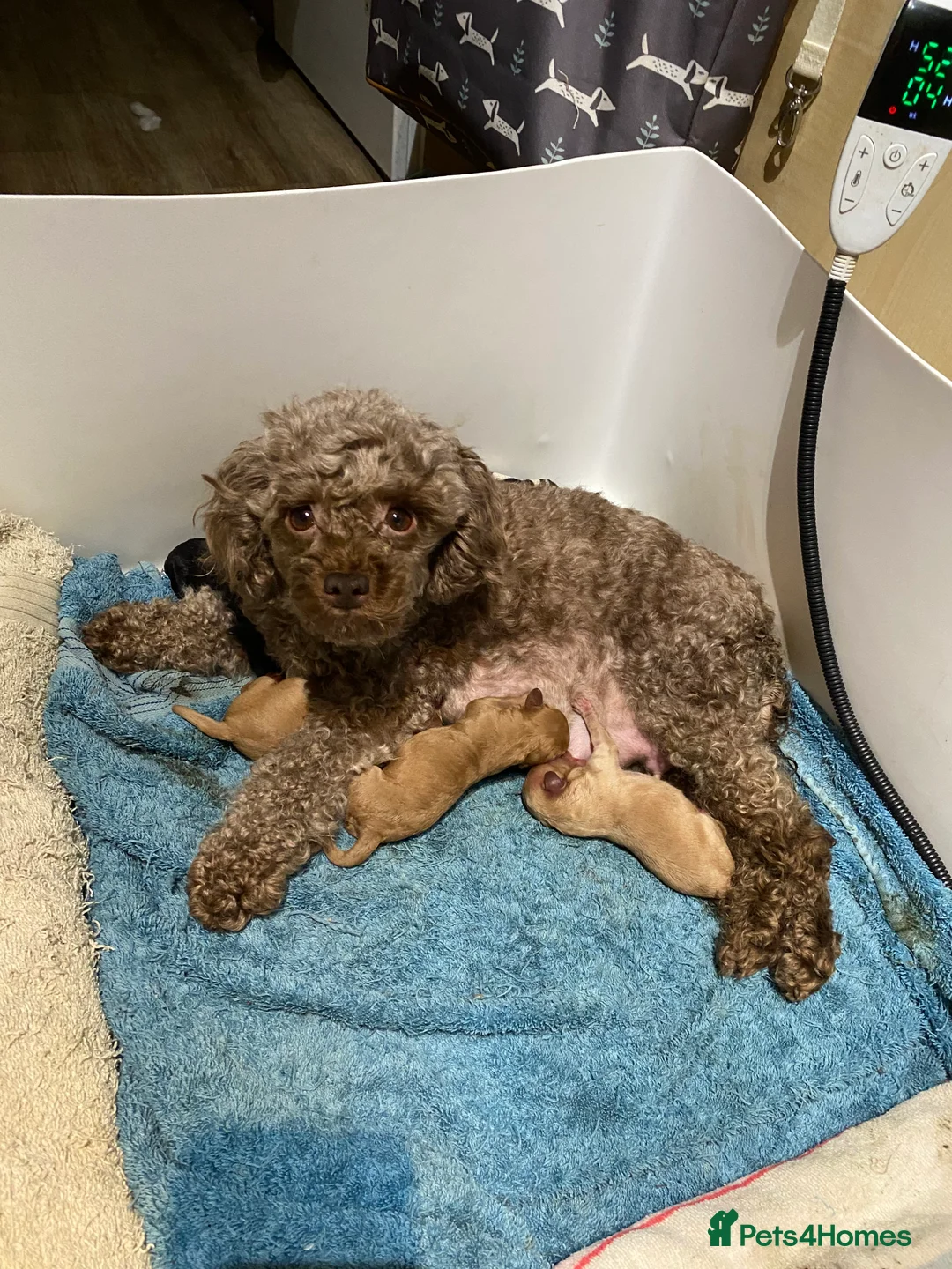 Toy Poodle dogs for sale: Toy Poodles KC Registered Health Tested Parents - Advert 22