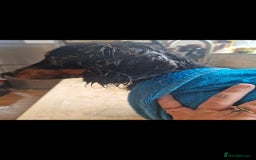 Miniature Dachshund dogs for sale: MINIATURE DACHSHUND FEMALE  - Image 2