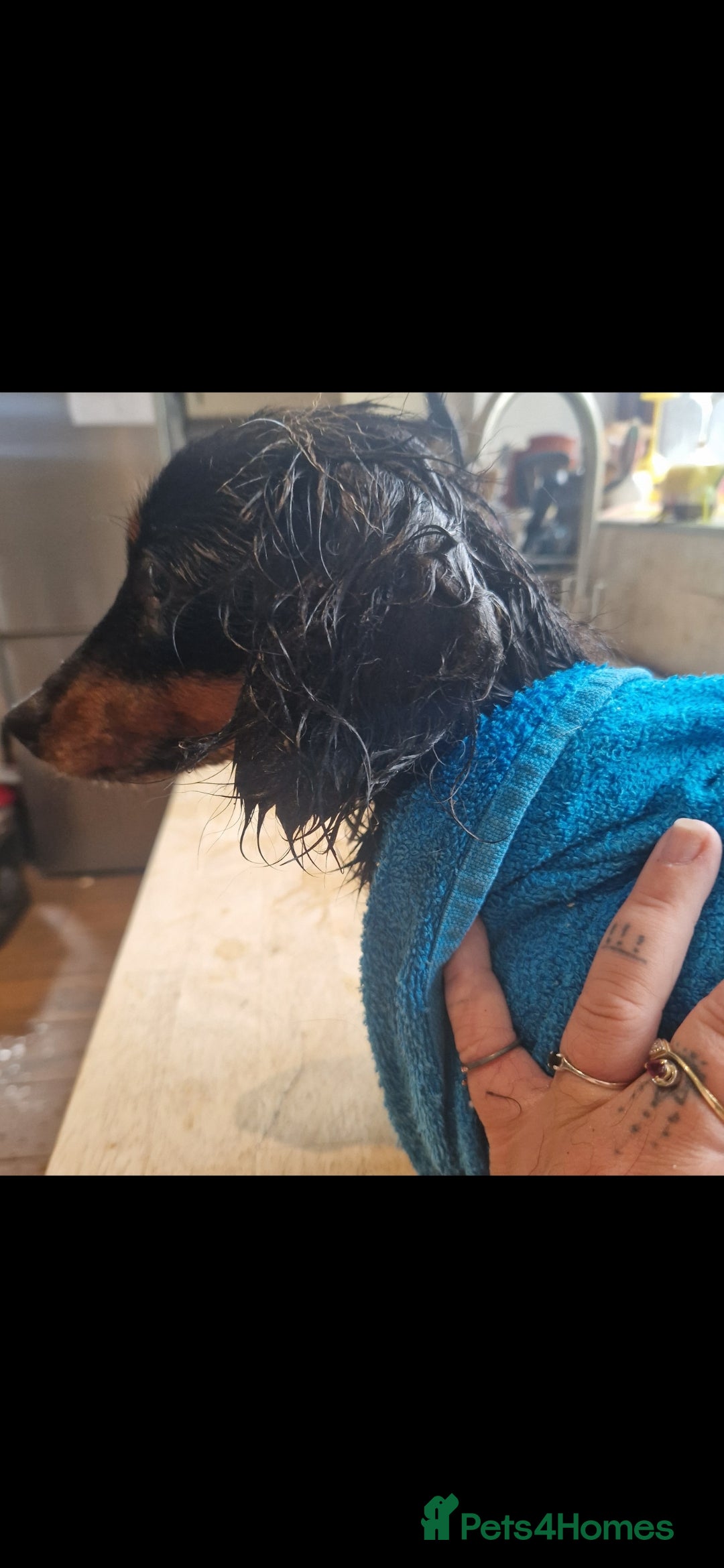 Miniature Dachshund dogs for sale: MINIATURE DACHSHUND FEMALE  - Image 2