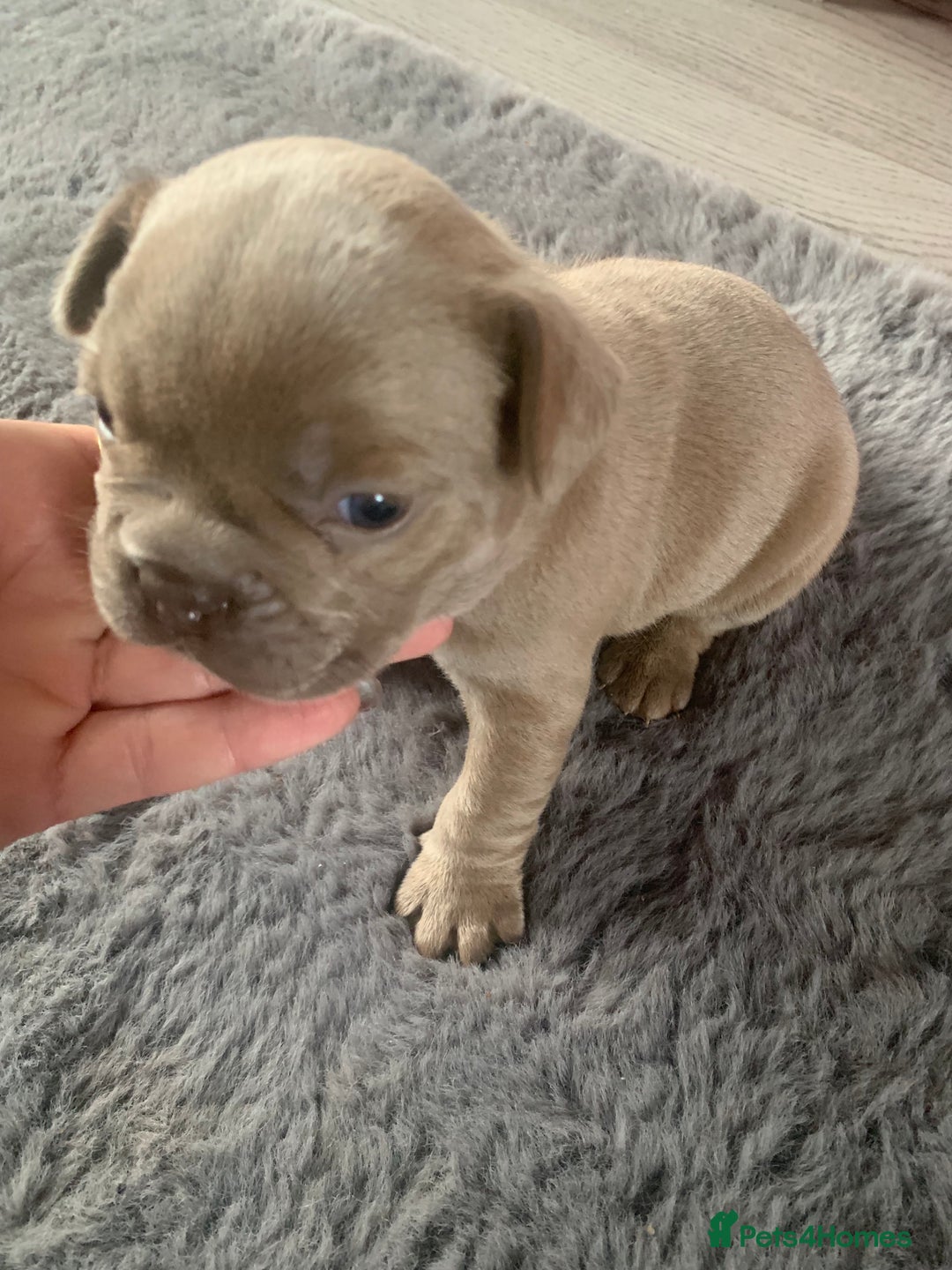 French Bulldog dogs for sale: 5 French bull dogs puppies  - Image 18