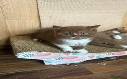 British Shorthair cats for sale: BSH kittens parents gccf - Image 13