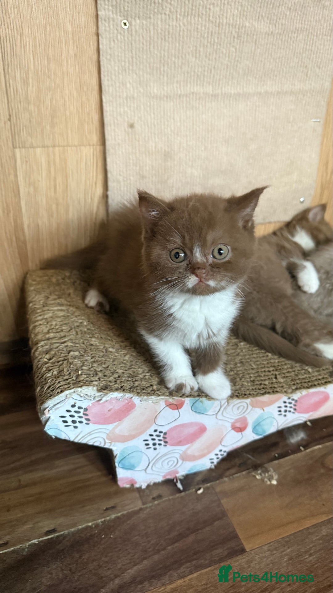 British Shorthair cats for sale: BSH kittens parents gccf - Image 13