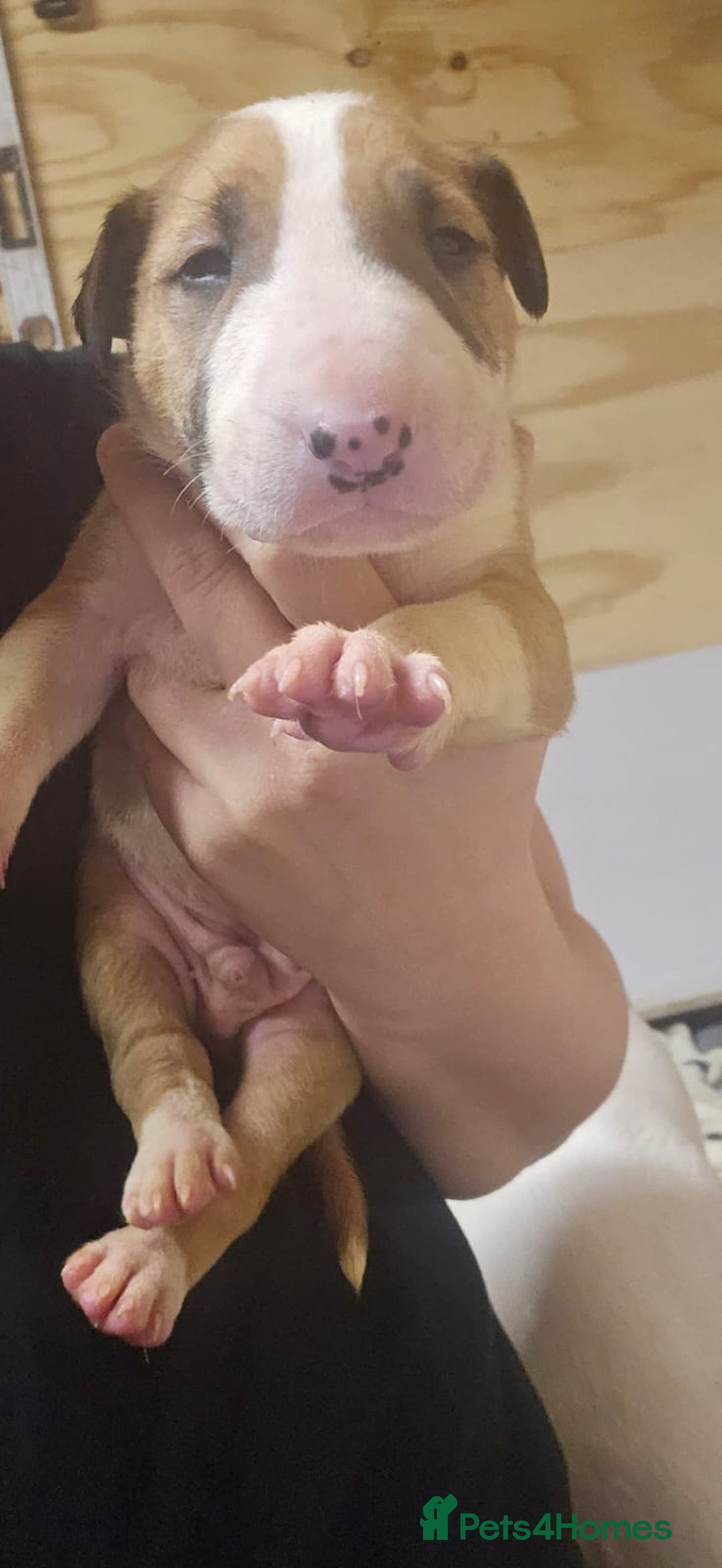 English Bull Terrier dogs for sale: Top Quality English bull terriers! - Advert 8