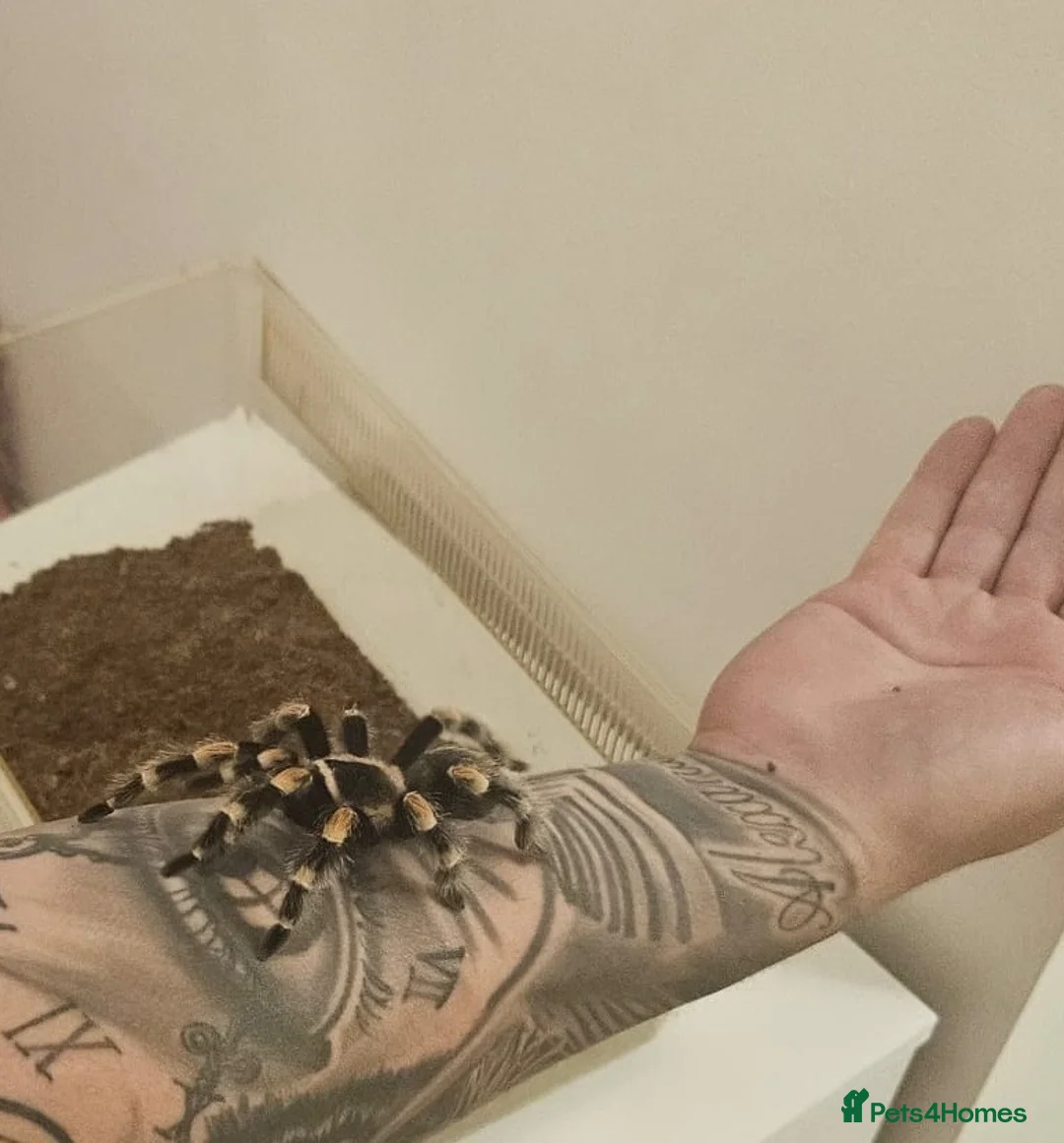 Tarantulas invertebrates for sale: Red knee tarantula  - Advert 2