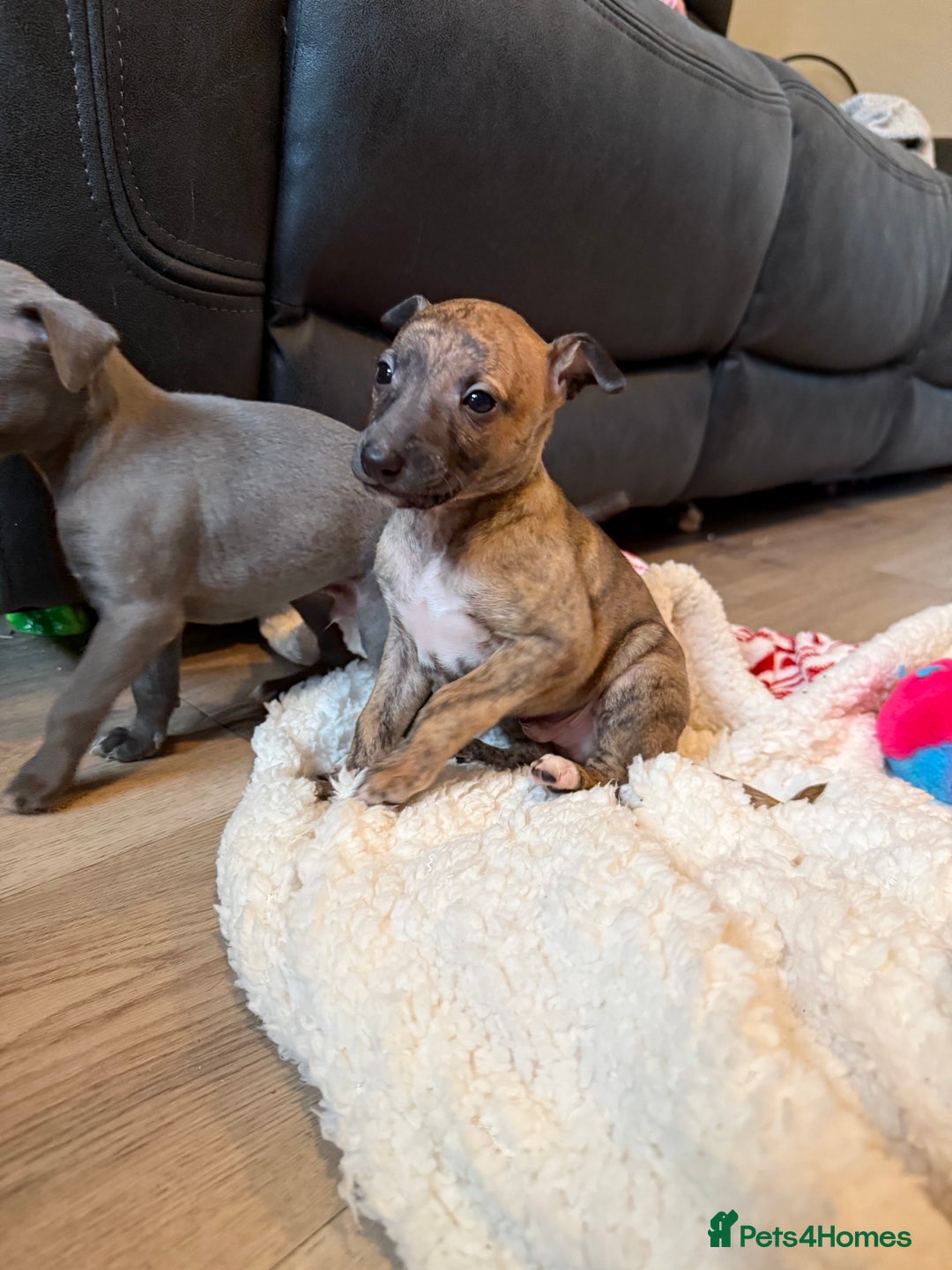 Mixed Breed dogs for sale: Italian Greyhound x Whippet - “Wiggies”  - Advert 8