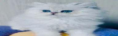King’s if Catland Gatsby
