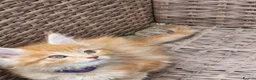 Maine Coon cats for sale: Maine Coon ginger Ready Now!! Absolutely gorgeous! - Advert 8