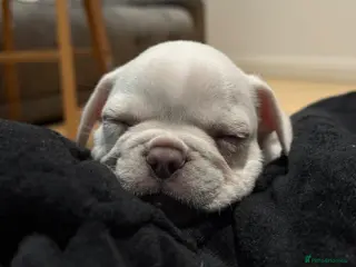 French Bulldog dogs Beautiful platinum frenchy boy for sale - Advert 1