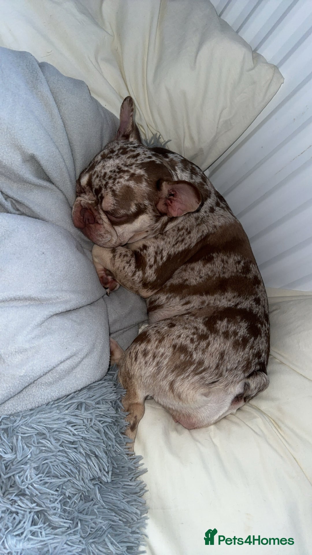 French Bulldog dogs for sale: French bulldog  - Image 1