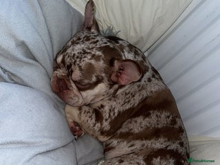 French Bulldog dogs - Advert 19