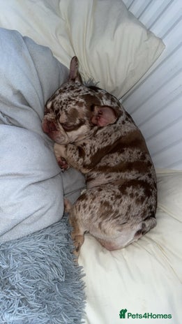 French Bulldog dogs - Advert 14