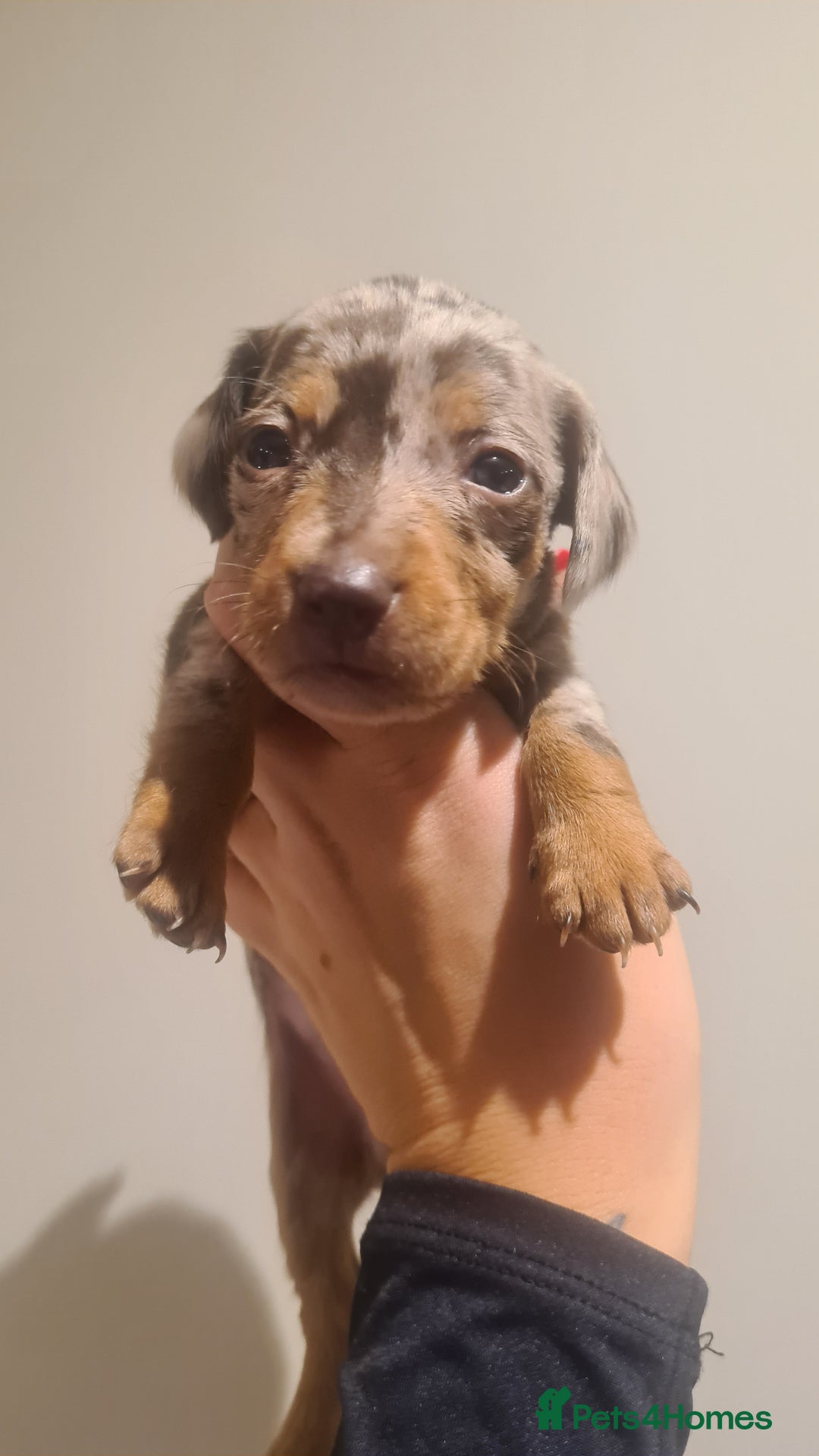 Miniature Dachshund dogs for sale: Beautiful bundle of boy mini daxies  - Advert 16