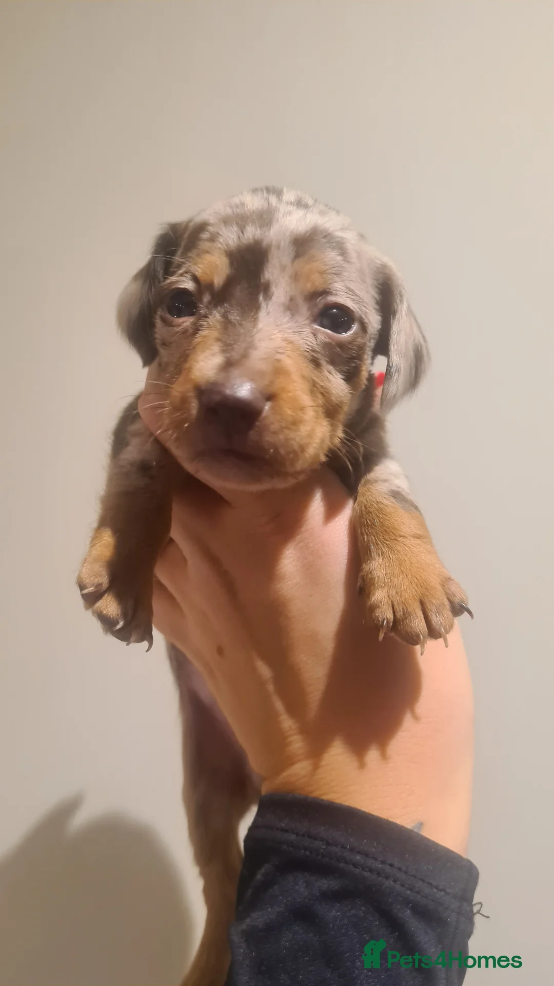 Miniature Dachshund dogs for sale: Beautiful bundle of boy mini daxies 5 boys left  - Advert 18