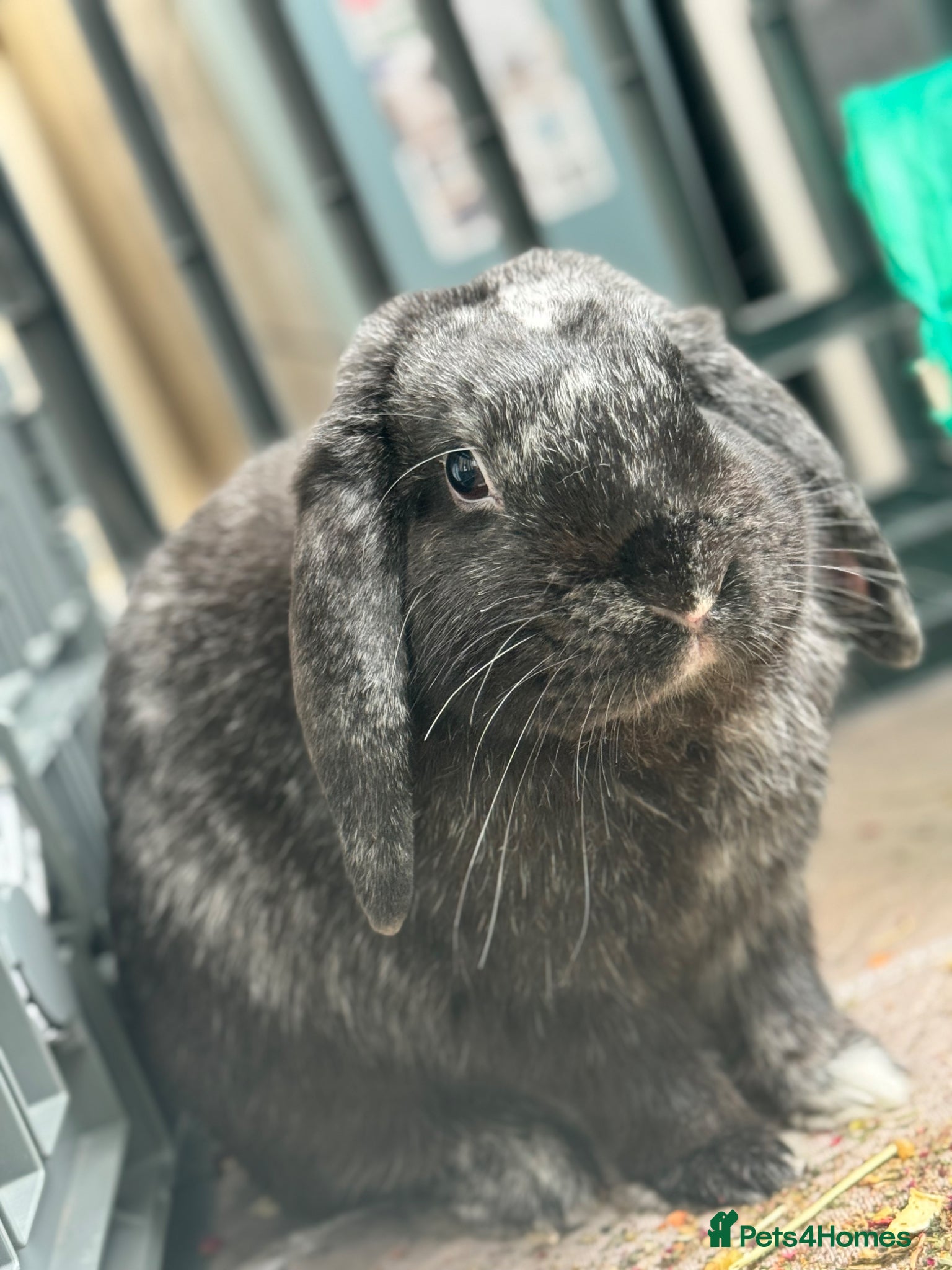English rabbits Our loving Mr Stormzy - Advert 1