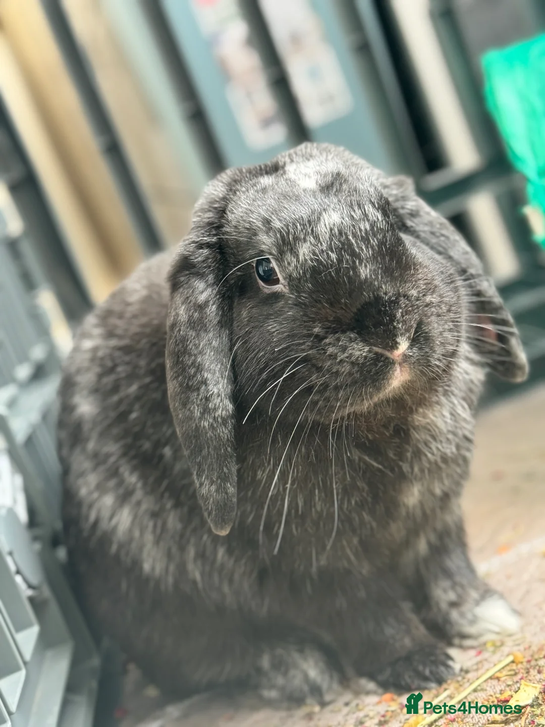 English rabbits for sale: Our loving Mr Stormzy - Advert 1