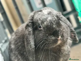 English rabbits Our loving Mr Stormzy - Advert 5