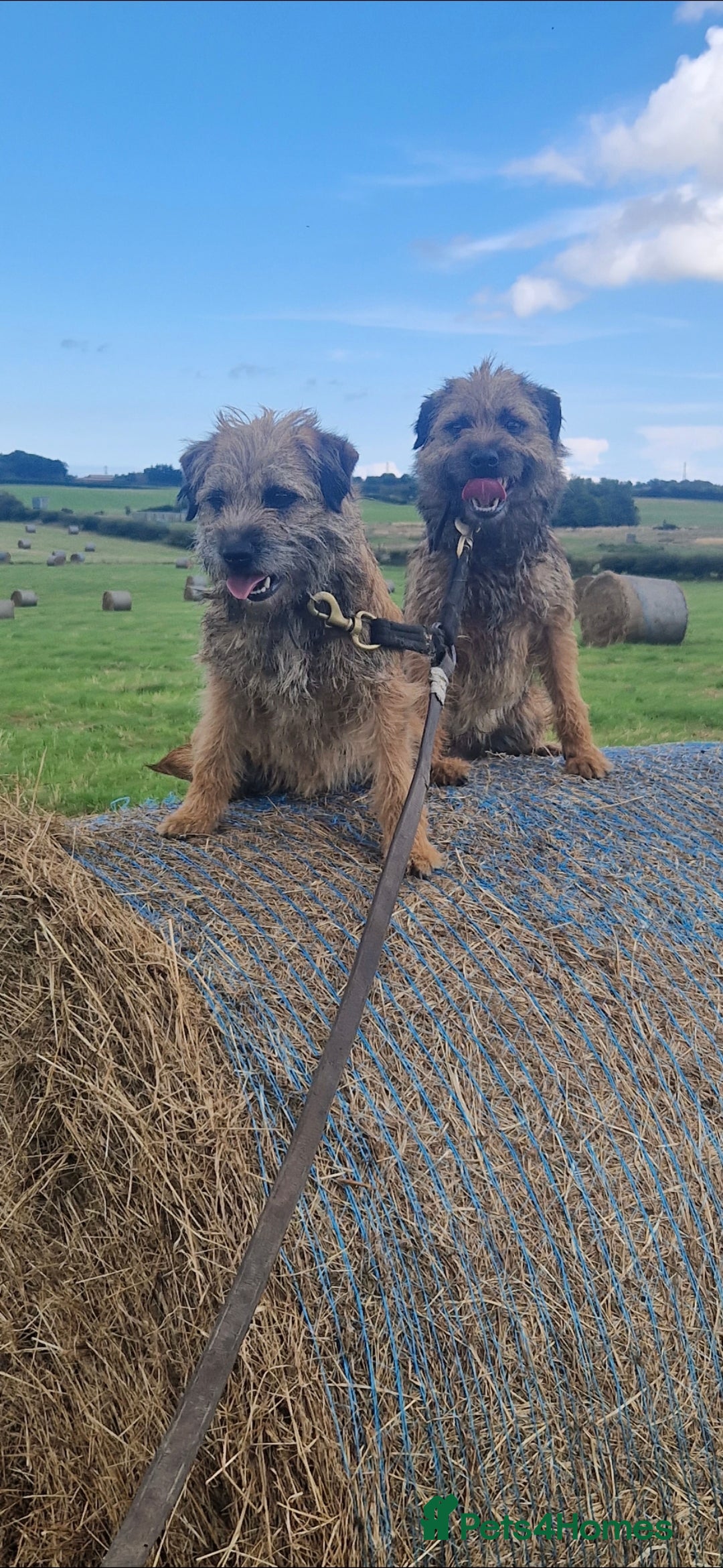 Border Terrier dogs for sale: Stunning border terrier puppys - Image 19