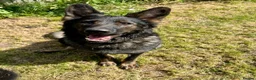 German Shepherd dogs for sale: German Shepherd Pups in Bridlington - Advert 1