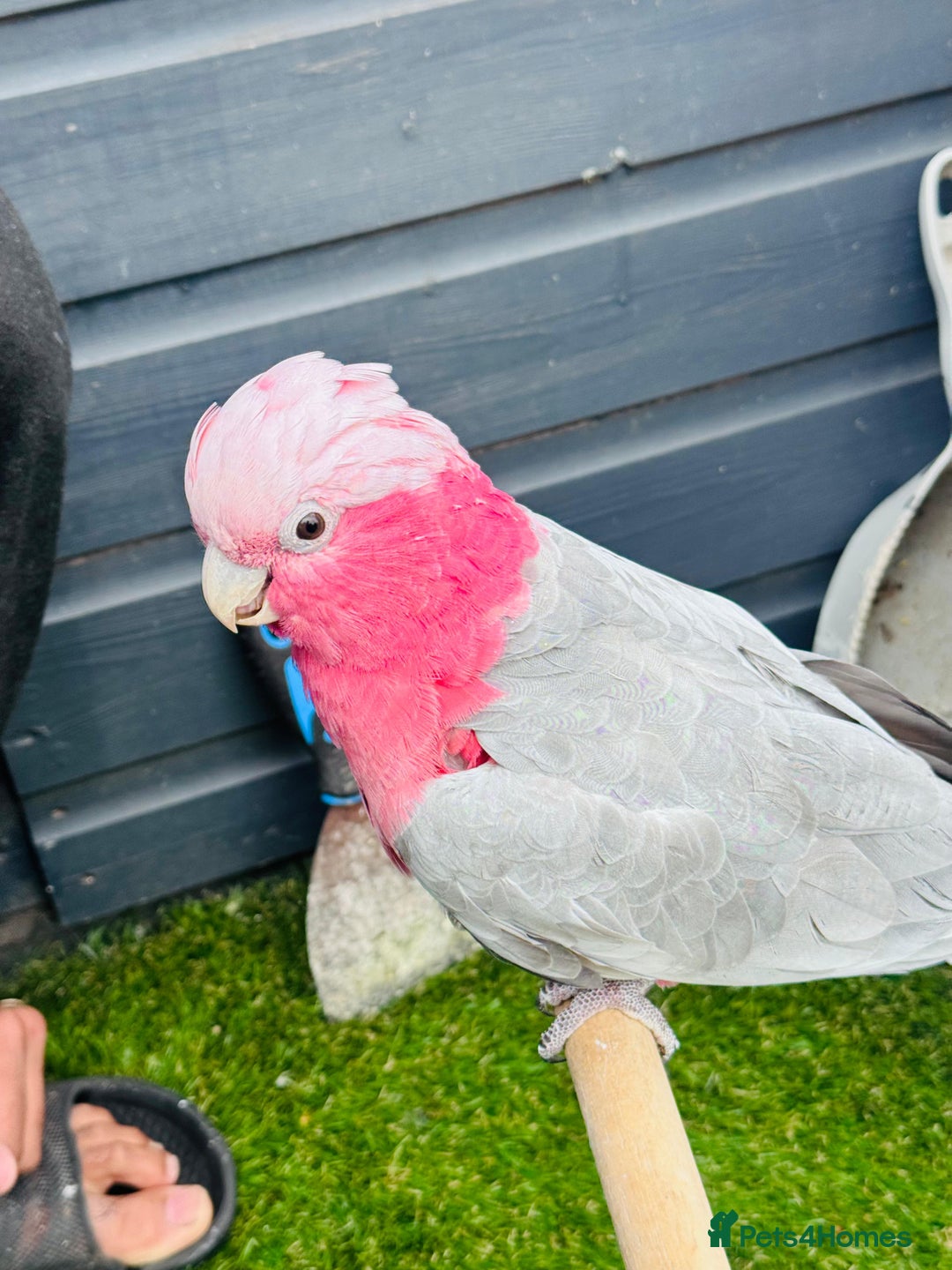 Cockatoo birds for sale: Cockatoo gala tamed lovely parrot  - Image 2