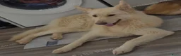 German Shepherd dogs for sale: White german shepherd  - Advert 2