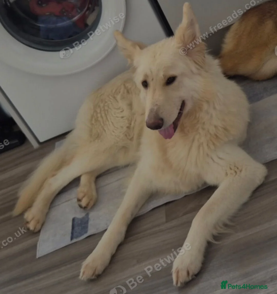 German Shepherd dogs for sale: White german shepherd  - Advert 2