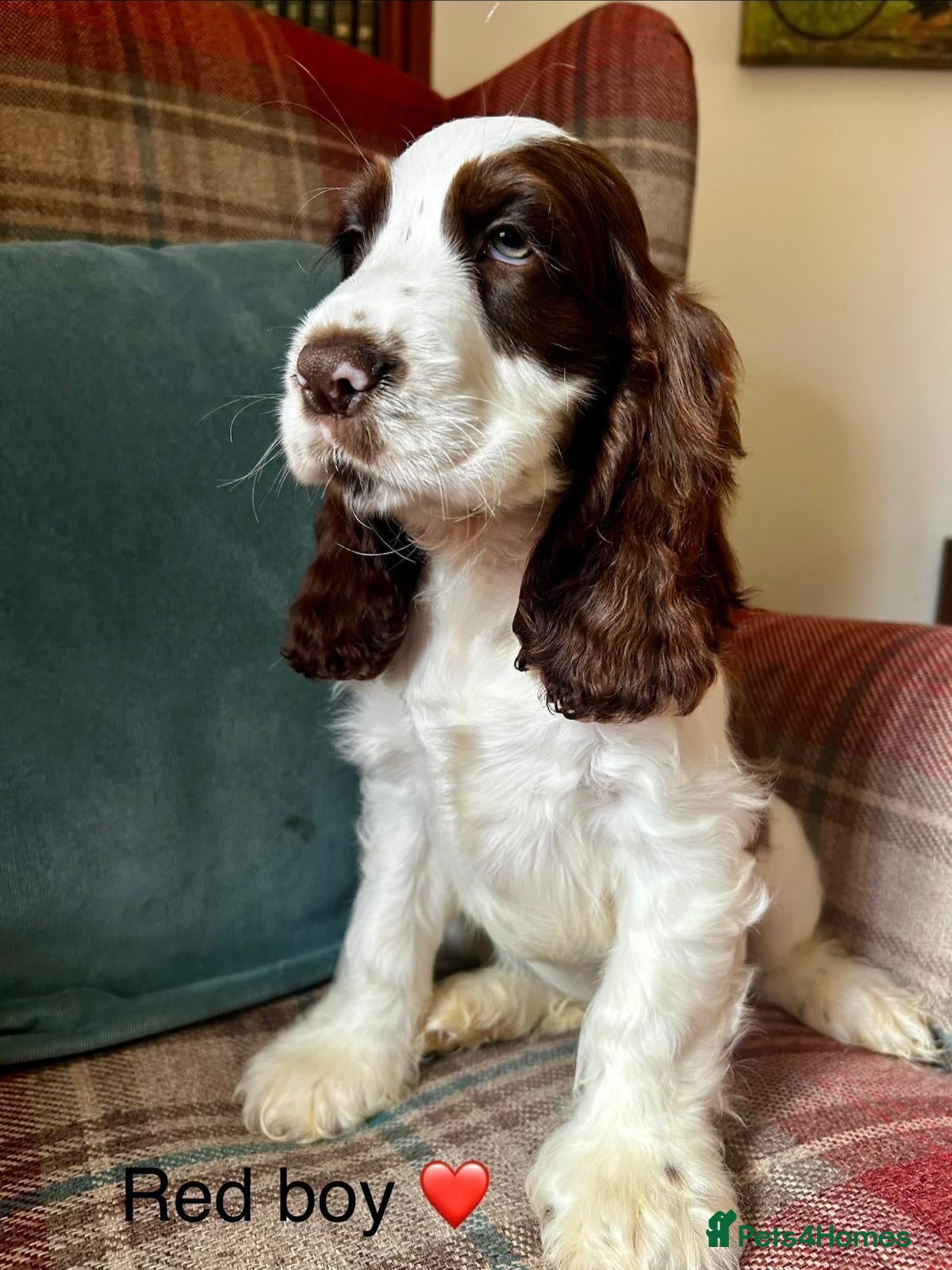 Cocker Spaniel dogs KC registered, show type, cocker spaniels  - Advert 2