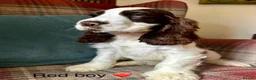Cocker Spaniel dogs for sale: KC registered, show type, cocker spaniels  - Advert 2