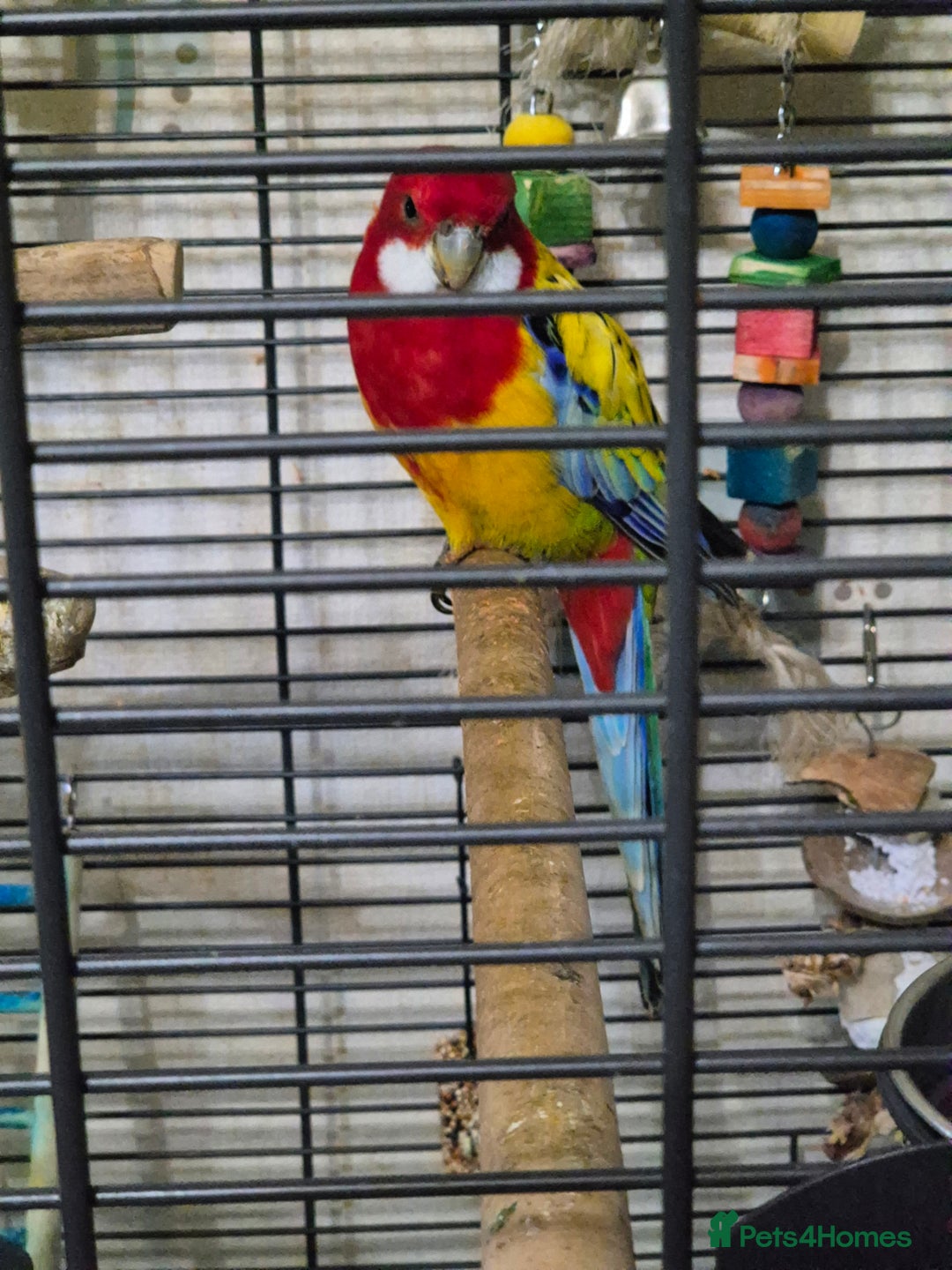 Parrots birds for sale: Pet Rosella  - Advert 3