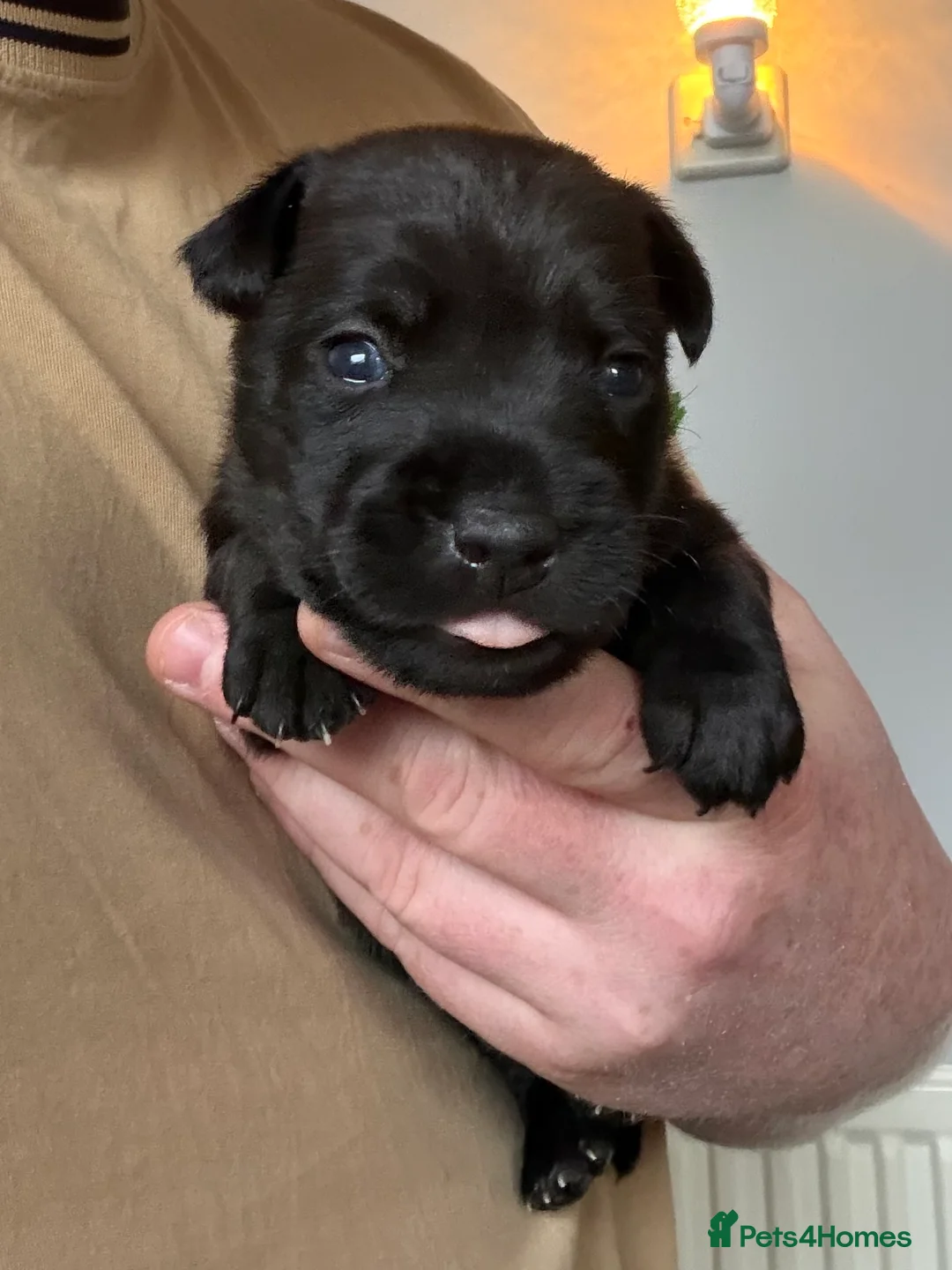 Patterdale Terrier dogs for sale: Patterdale Pups - Advert 2