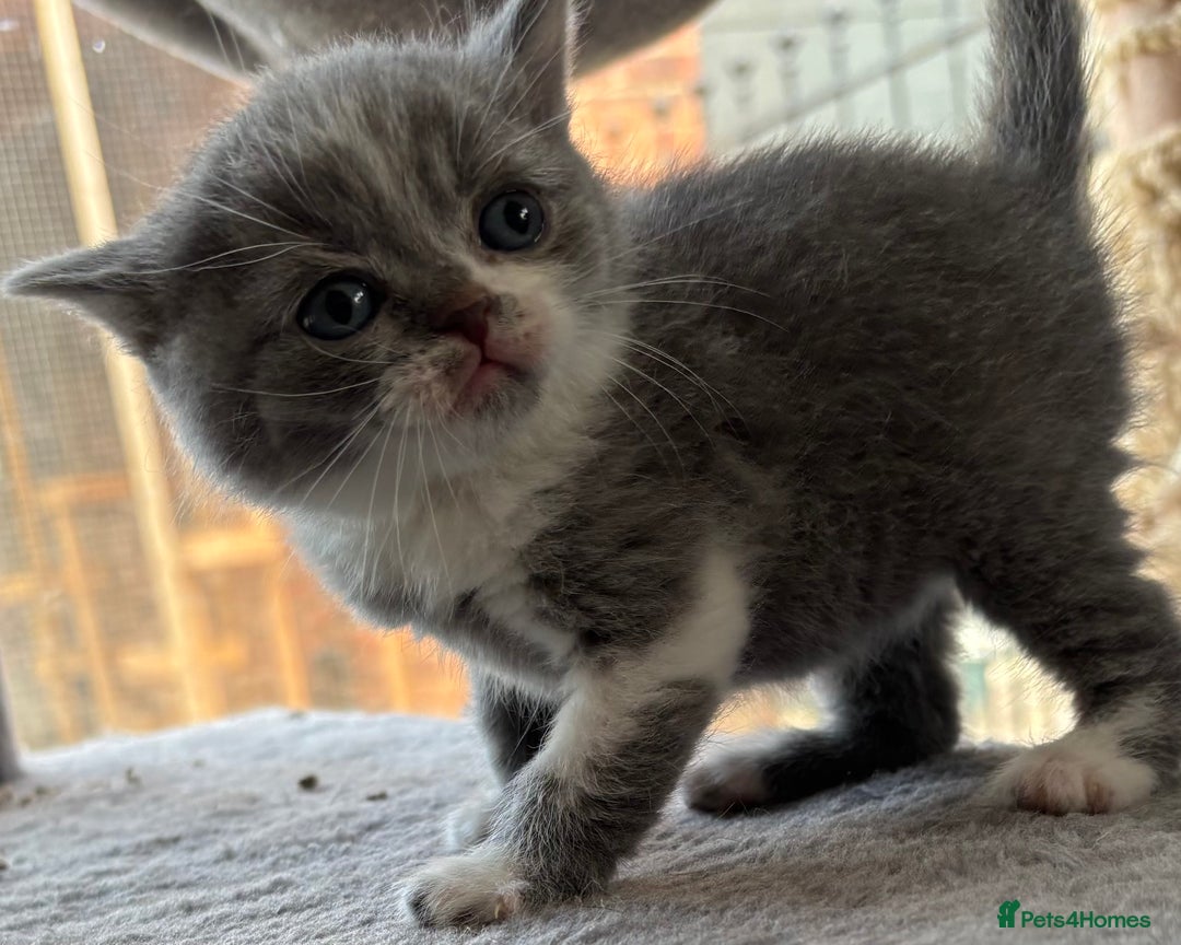 British Shorthair cats for sale: GCCF Reg British Shorthair Kittens - Image 9