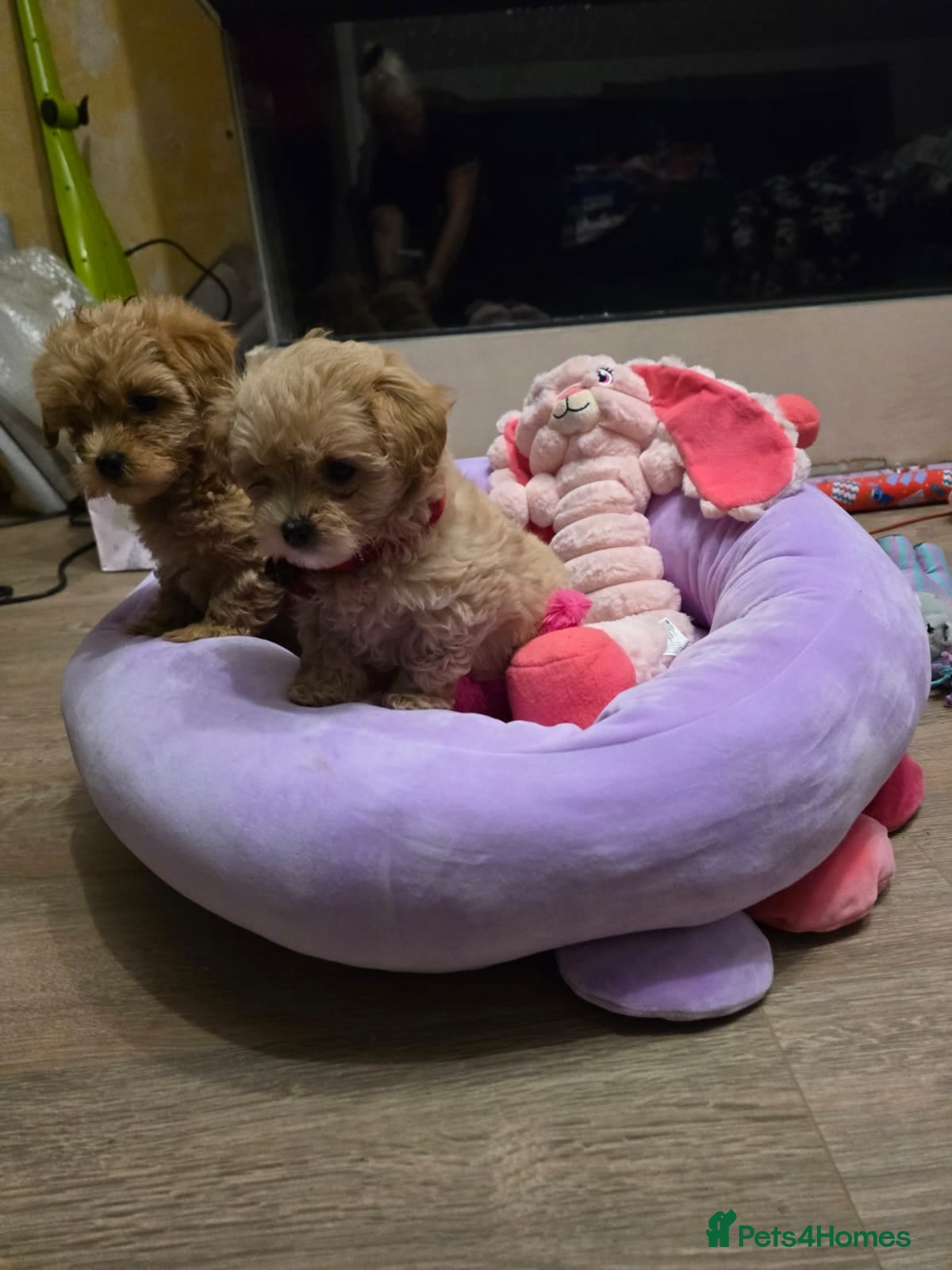 Maltipoo dogs 4 Stunning F1 Asian Maltipoos Health checked  - Advert 7