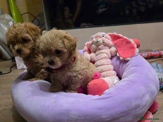 Maltipoo dogs 4 Stunning F1 Asian Maltipoos Health checked - Advert 7