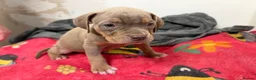 American Bully dogs for sale: American pocket bully puppies for sale 🐾 - Advert 35