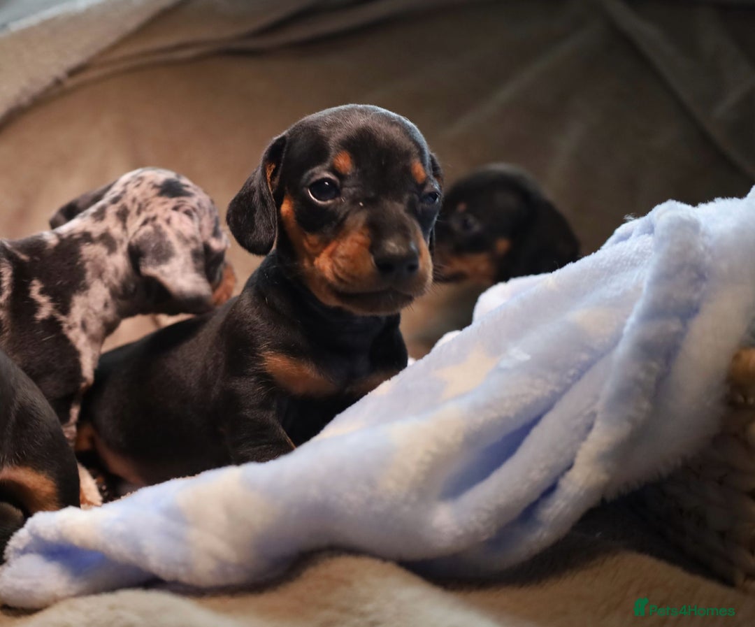 Dachshund dogs for sale: Dachshund Cute Puppies Looking for Forever Home   - Image 3
