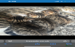 Mixed Breed cats for sale: Kittens - Image 3