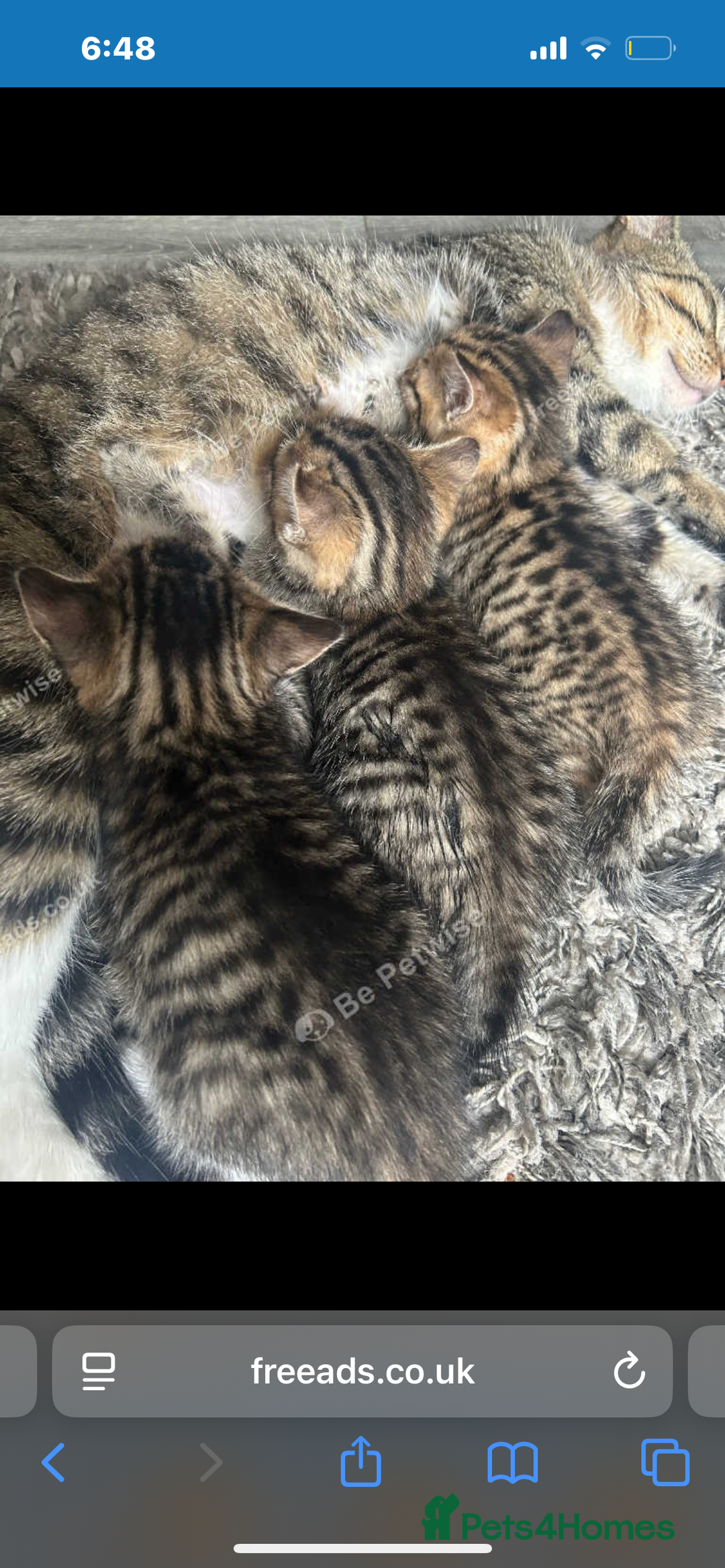 Mixed Breed cats for sale: Kittens - Image 3