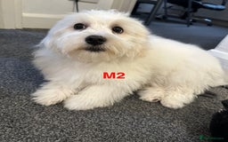 Bichon Frise dogs for sale: 3 Little puppies Bichon frise - Image 5