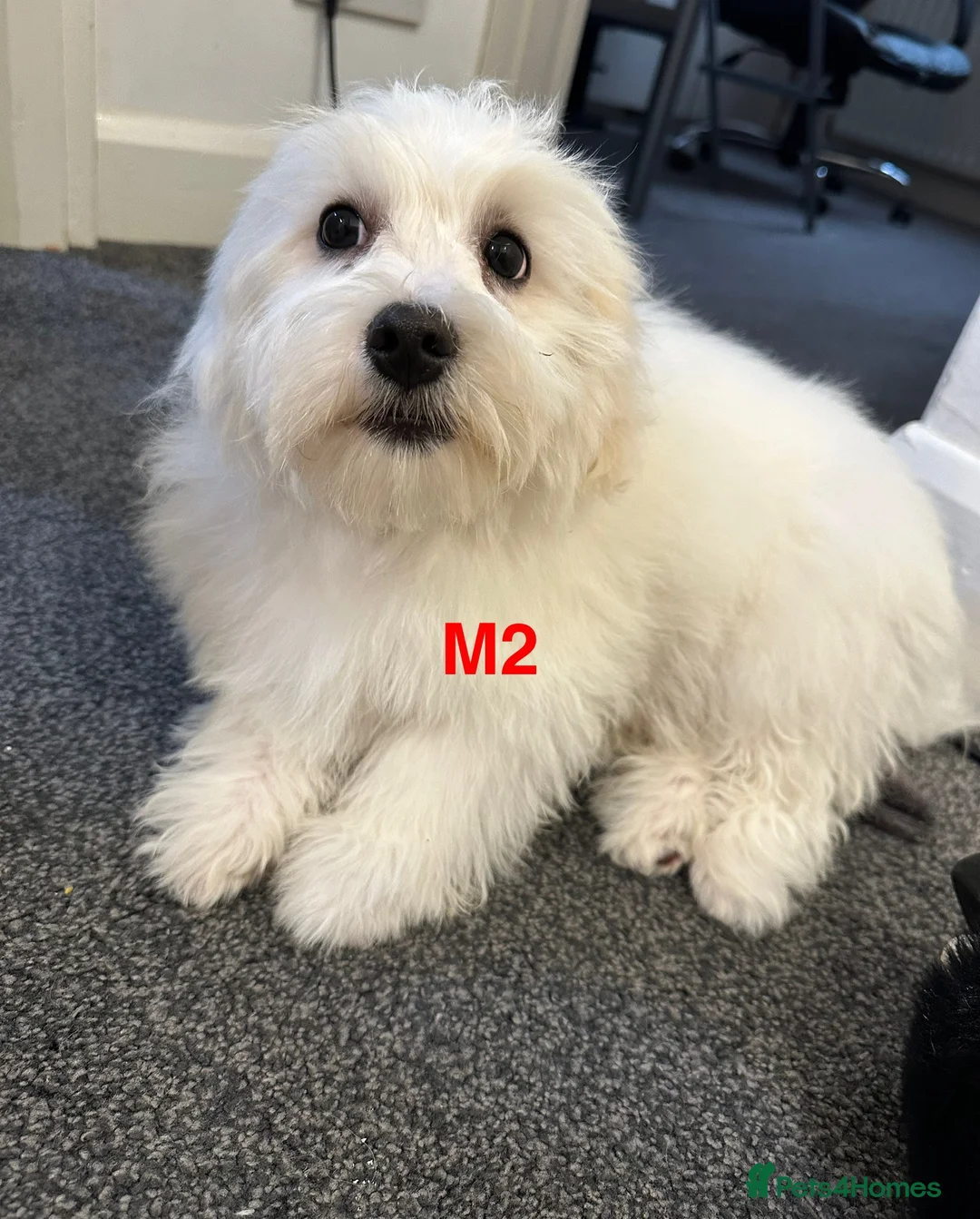 Bichon Frise dogs for sale: 2 Little puppies Bichon frise - Advert 5